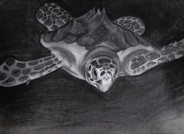 sea turtle by GypseeMommie on DeviantArt