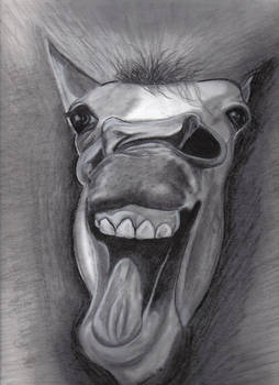 Horse laughing