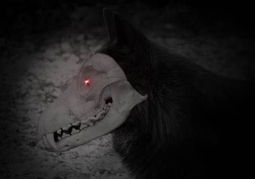 Skull wolf