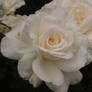 White roses