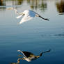 Egret Takeoff