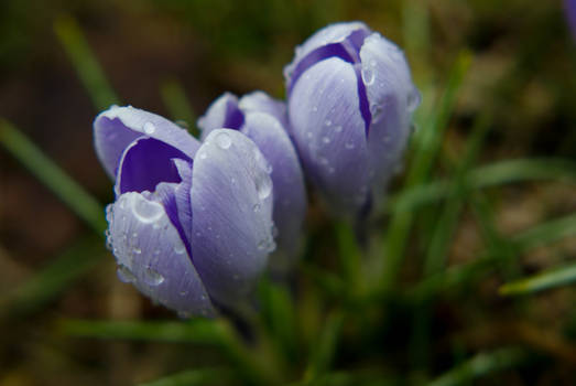 Crocus Dew