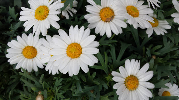 Daisies