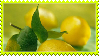 Lemons Stamp