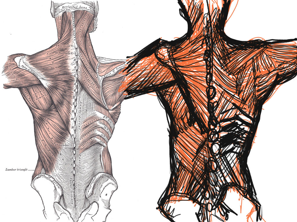 Back Photos Human Anatomy - Back by J03havok on DeviantArt