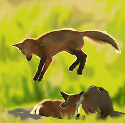 Fox Photo Study