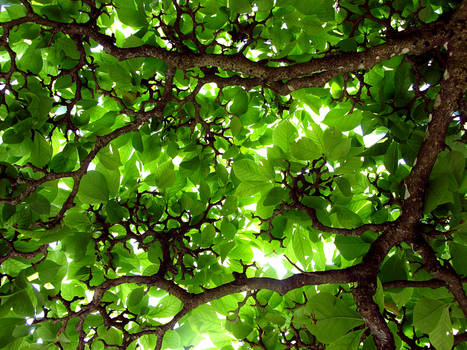 Under the tree