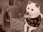 Portrait of Kiba the Shiba by PuppyDawgChick