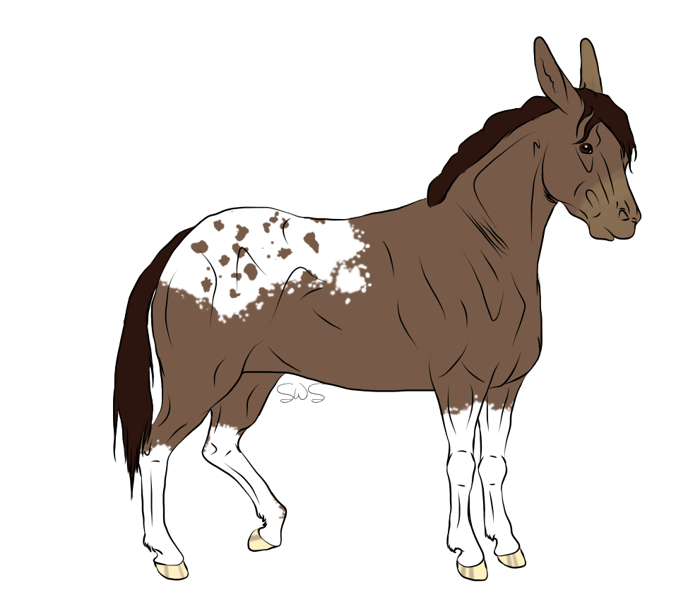 Mule Adoptable 2 (CLOSED