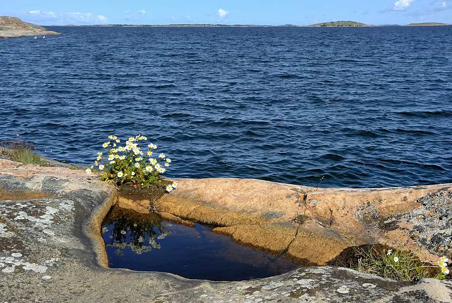 Flowers on rock