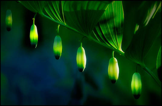 Polygonatum odoratum