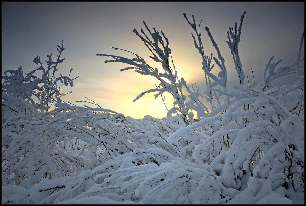 Field's evening