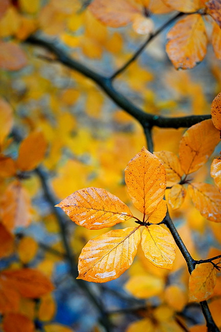 Autumnal rain