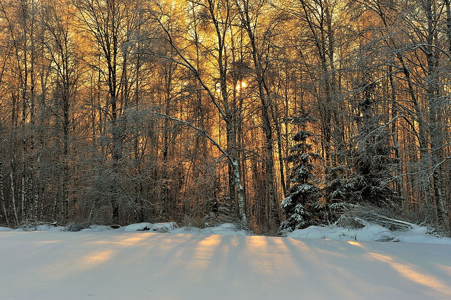 A sunny forest