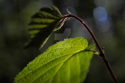 Evening shadows II