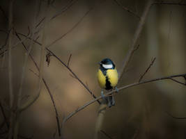 Parus major in spring ll