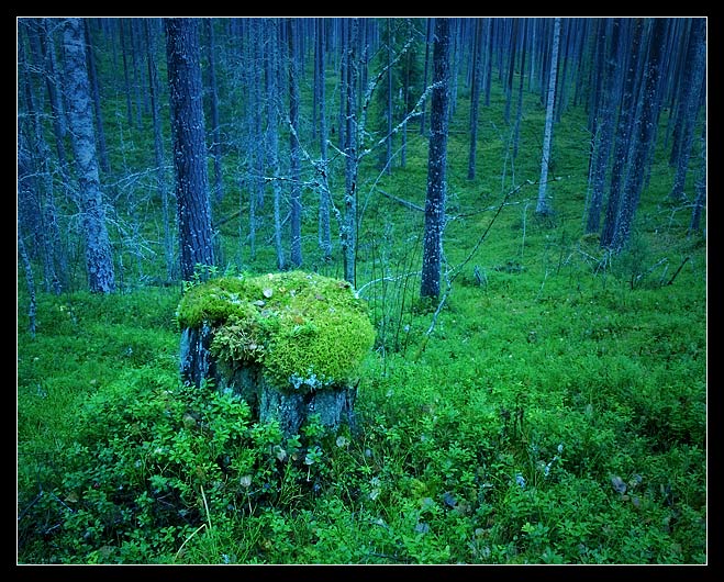 Twilight in a virgin forest