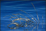 Reeds in winter by eswendel