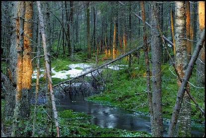 Scandinavian jungle