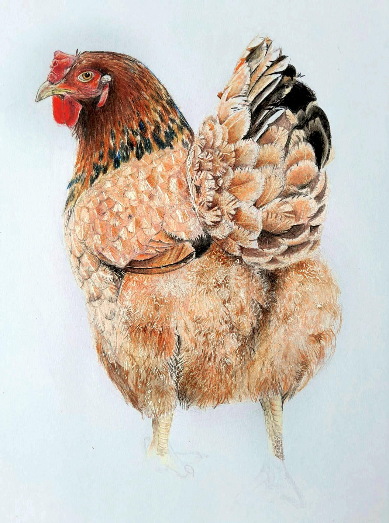 Chicken By Crazy Chicken Girl On Deviantart Chicken By Crazy Chicken Girl On Deviantart