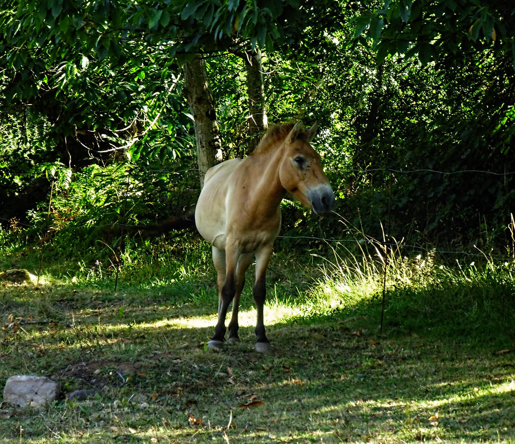 Przewalski