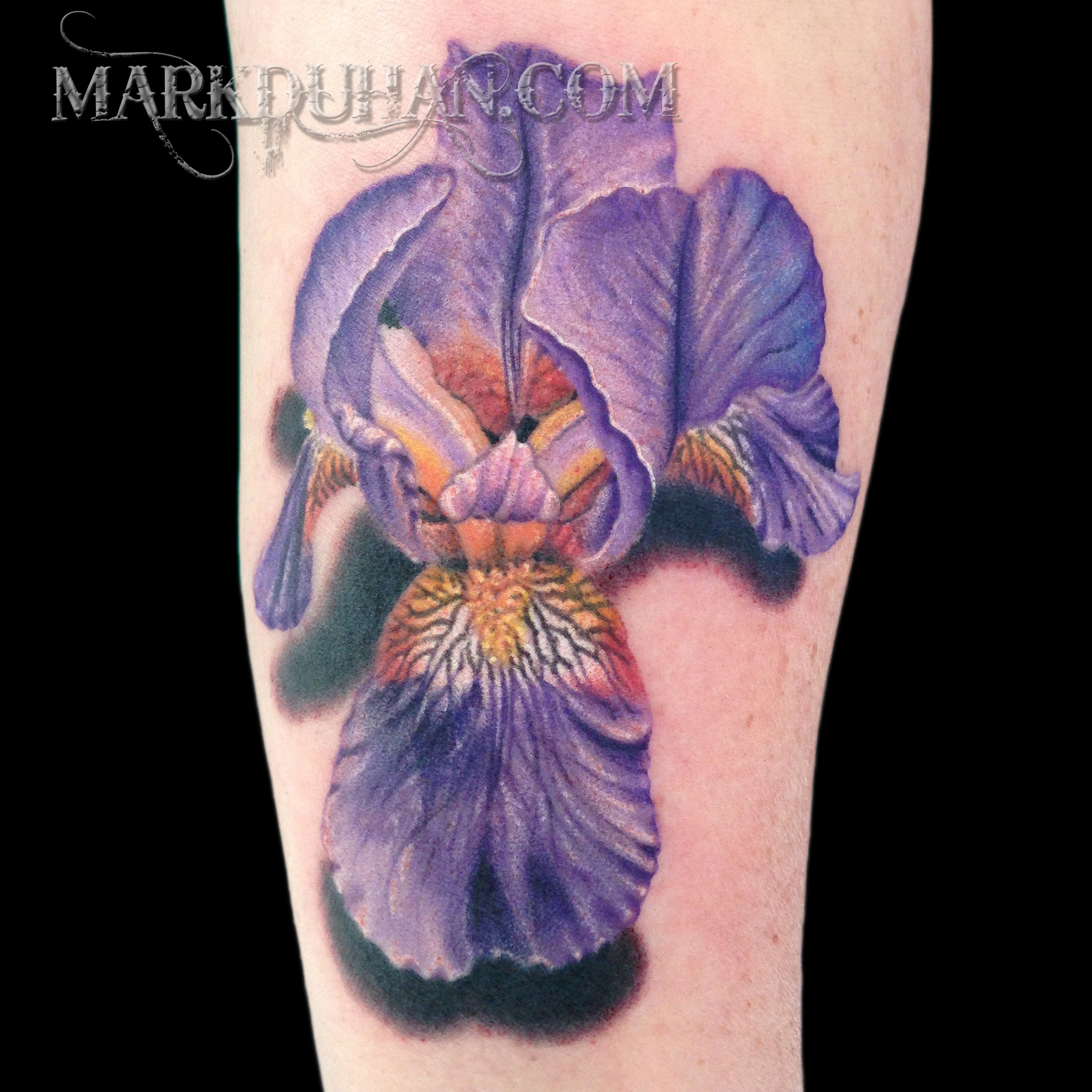 Bearded Iris