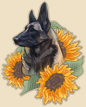 German Shepared with Sunflowers