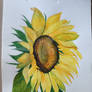 Sunflower 2