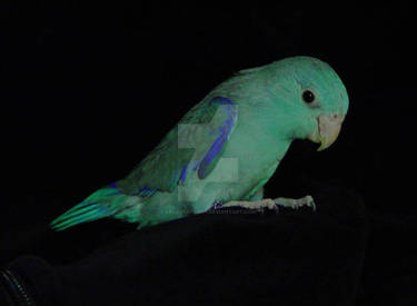 Pacific Blue Parrotlet