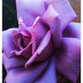 Purple Rose