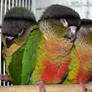 Sleeping Conures