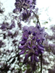 lavender blooms 