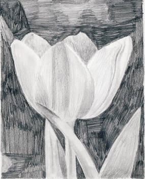 Tulip