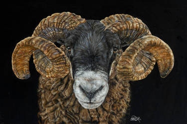 Scottish Blackface Ram