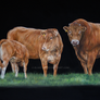 The Limousins