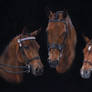 We Three Bays