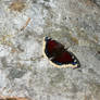 Mourning cloak