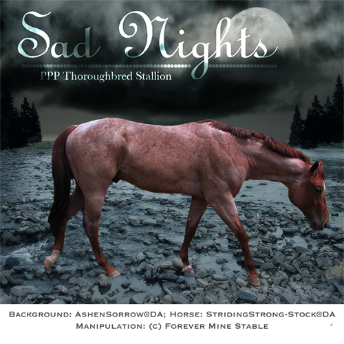 Sad Nights, Thoroughbred Stallion