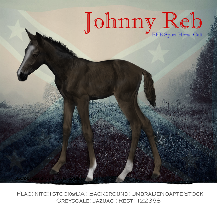 Johnny Reb, Sport Horse Colt