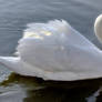 Ride a white swan