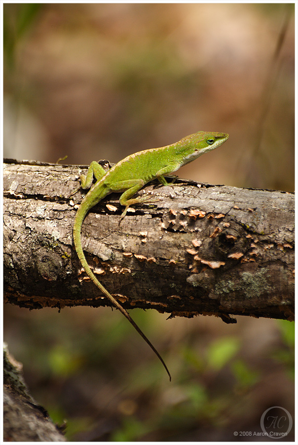 Anolis carolinensis 3