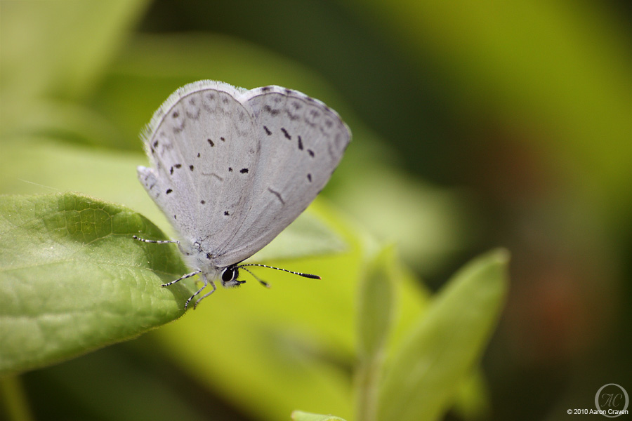 Celastrina neglecta