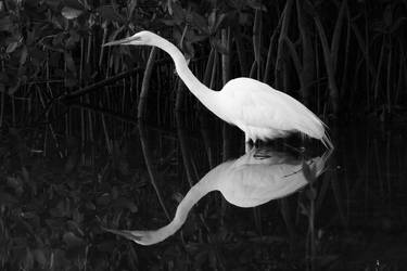 Ardea alba 2.bw