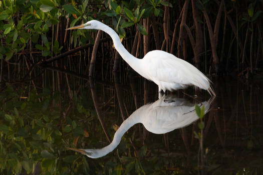 Ardea alba 2