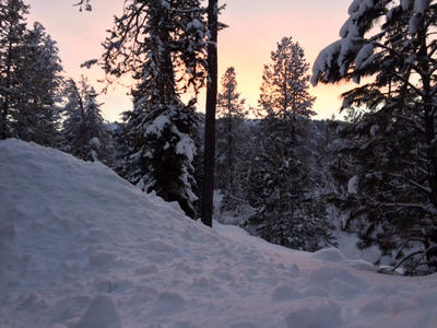 Winter Trees Bathed in the Sunset