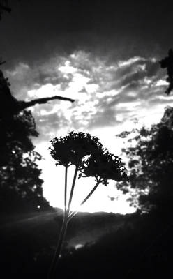 Black and White Siloquette