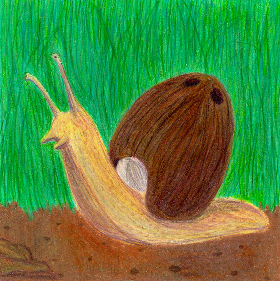 coconut snail analogy