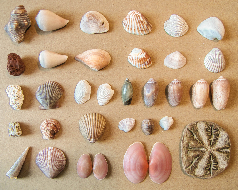 She sells seashells.