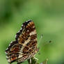 Landkaertchen (Araschnia levana) 2