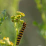 Inchworm of the Jakobskrautbaer (Thyria jacobaeae)